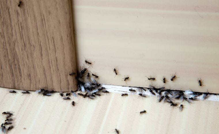 Ants in home