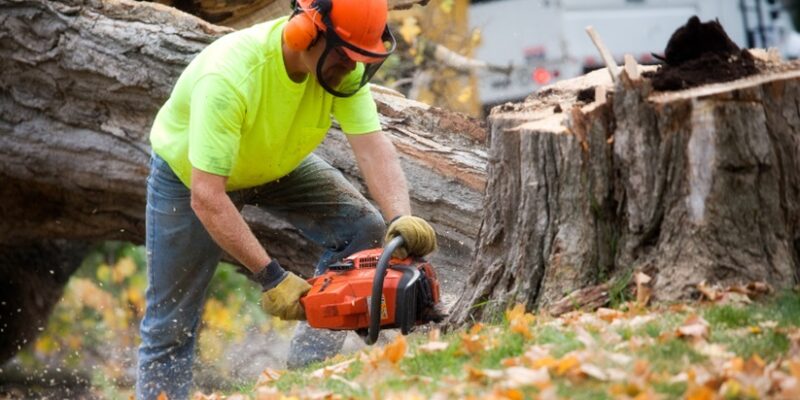 Tree Service